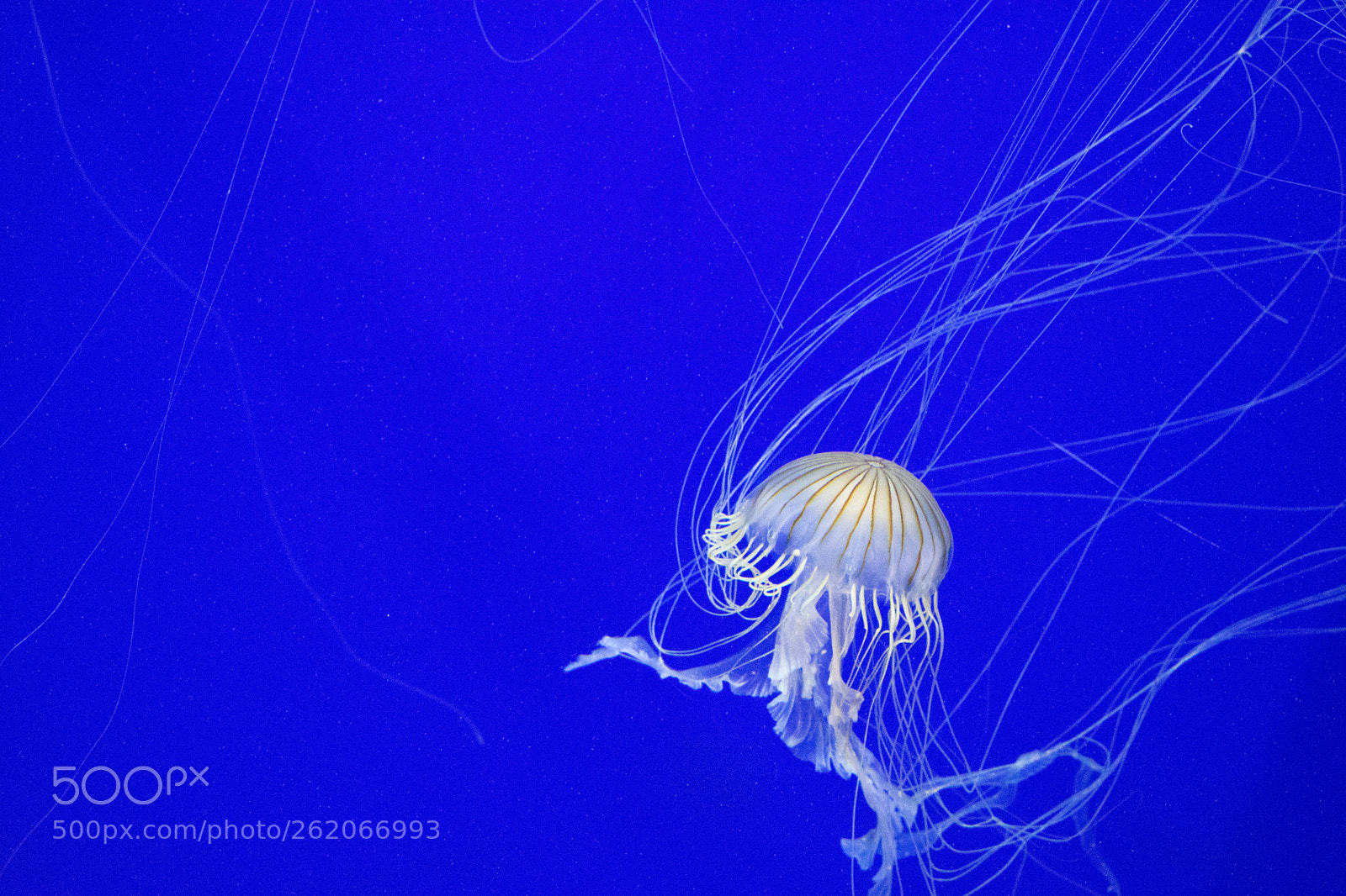 Nikon D3400 sample photo. Georgia aquarium photography