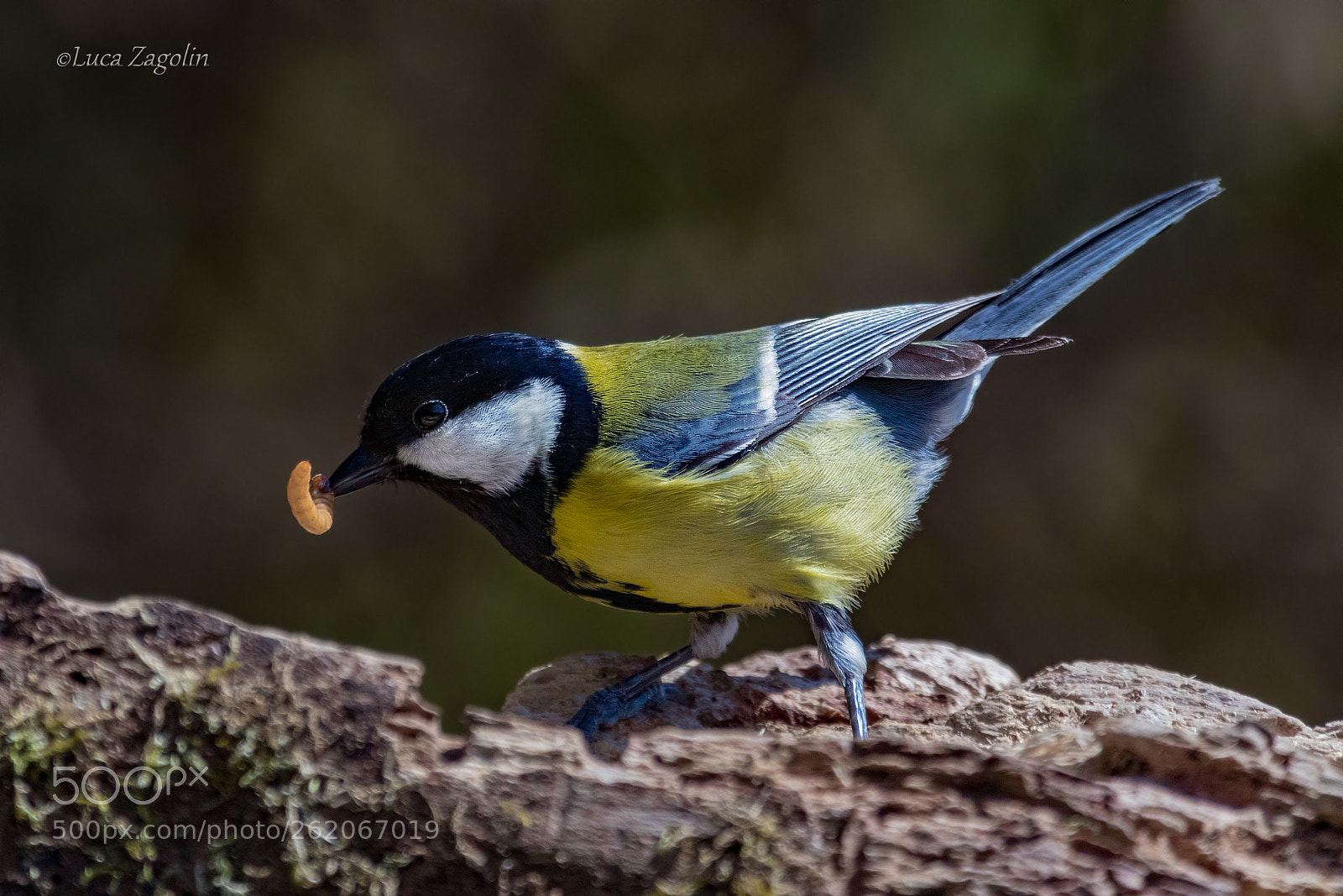 Canon EOS 80D sample photo. Great tit at lunch photography