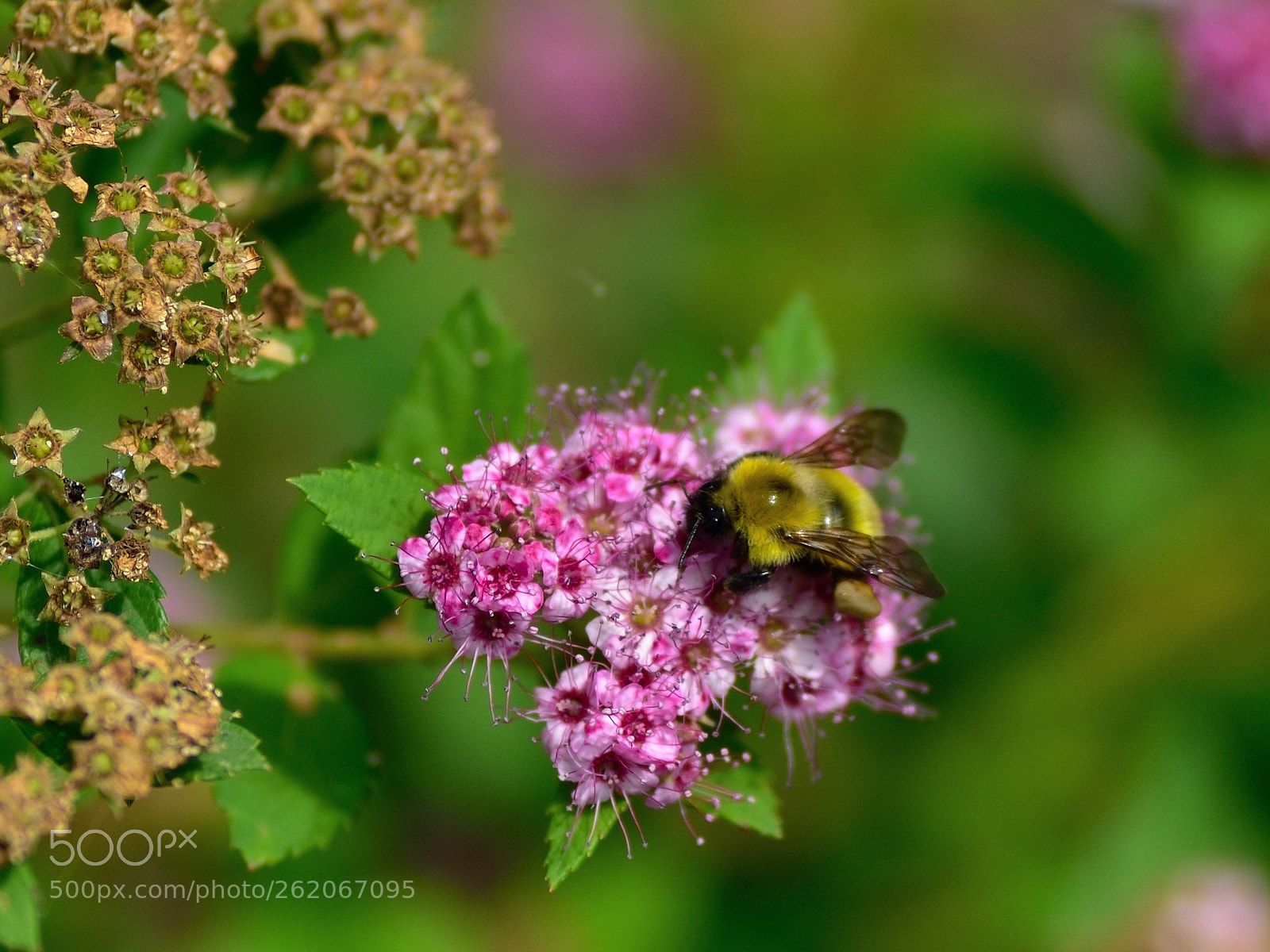 Nikon D750 sample photo. Fresh, dried flower& bee photography