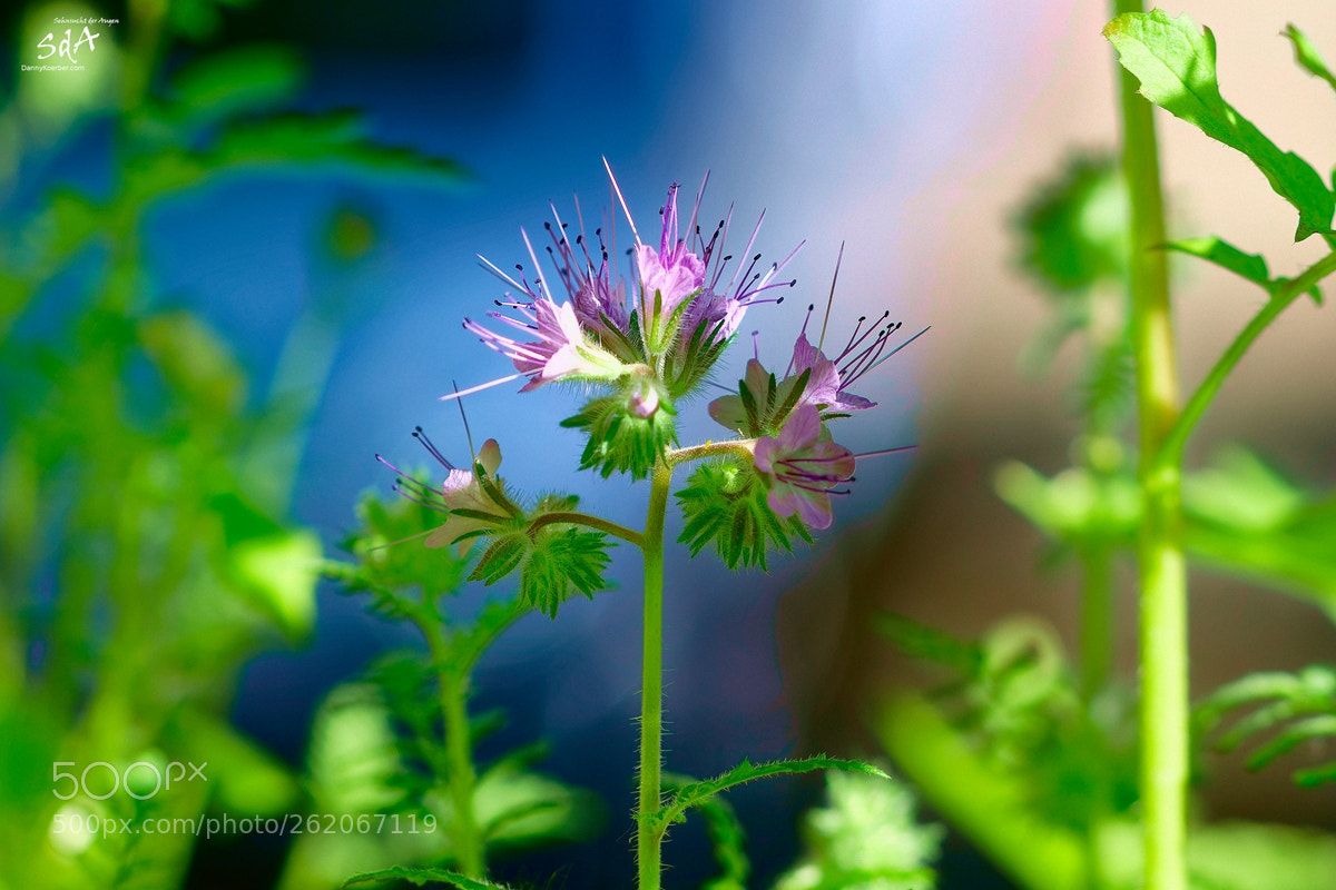 Sony ILCA-77M2 sample photo. The blue blossom photography