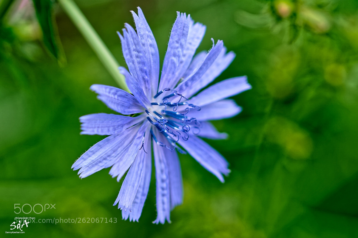 Sony ILCA-77M2 sample photo. The blue blossom photography