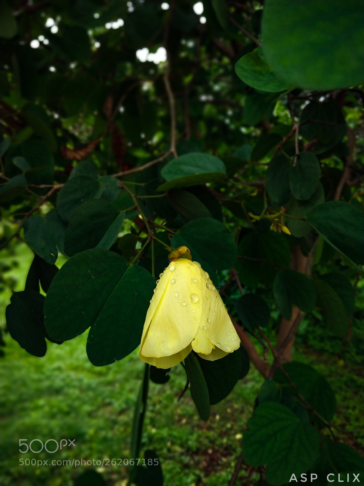 Xiaomi Redmi Note 5 Pro sample photo. The yellow flower photography