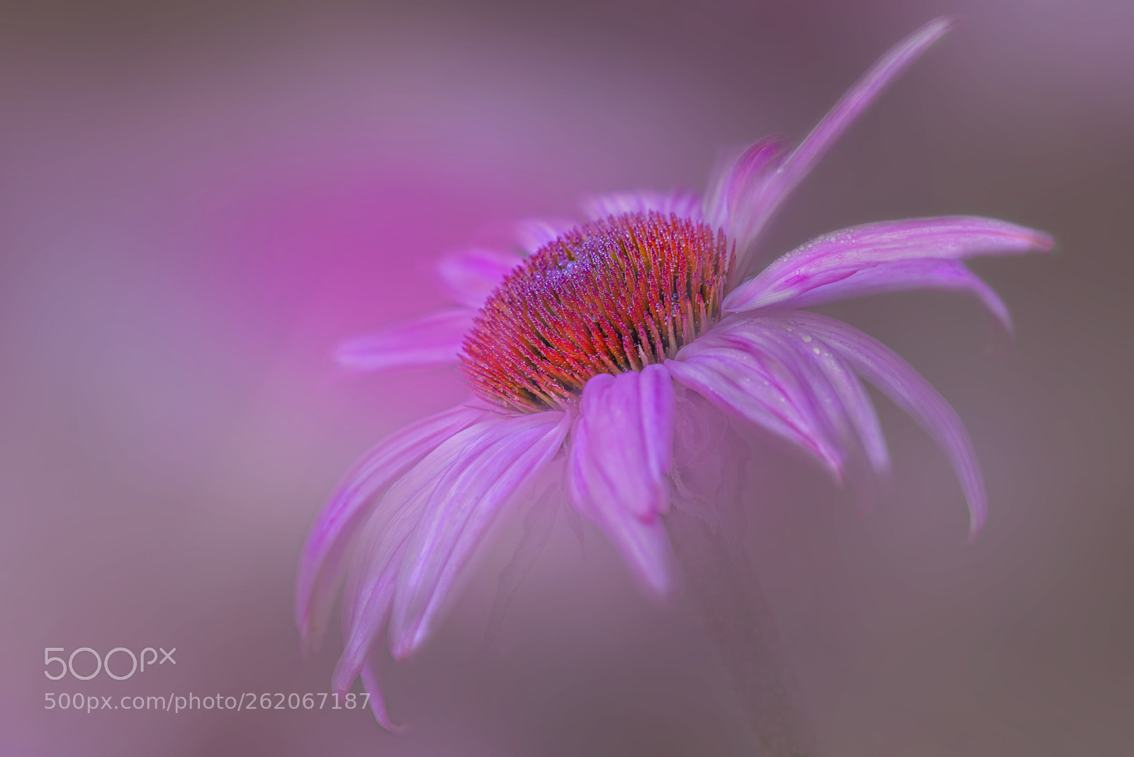 Nikon D800 sample photo. Wonderful world photography