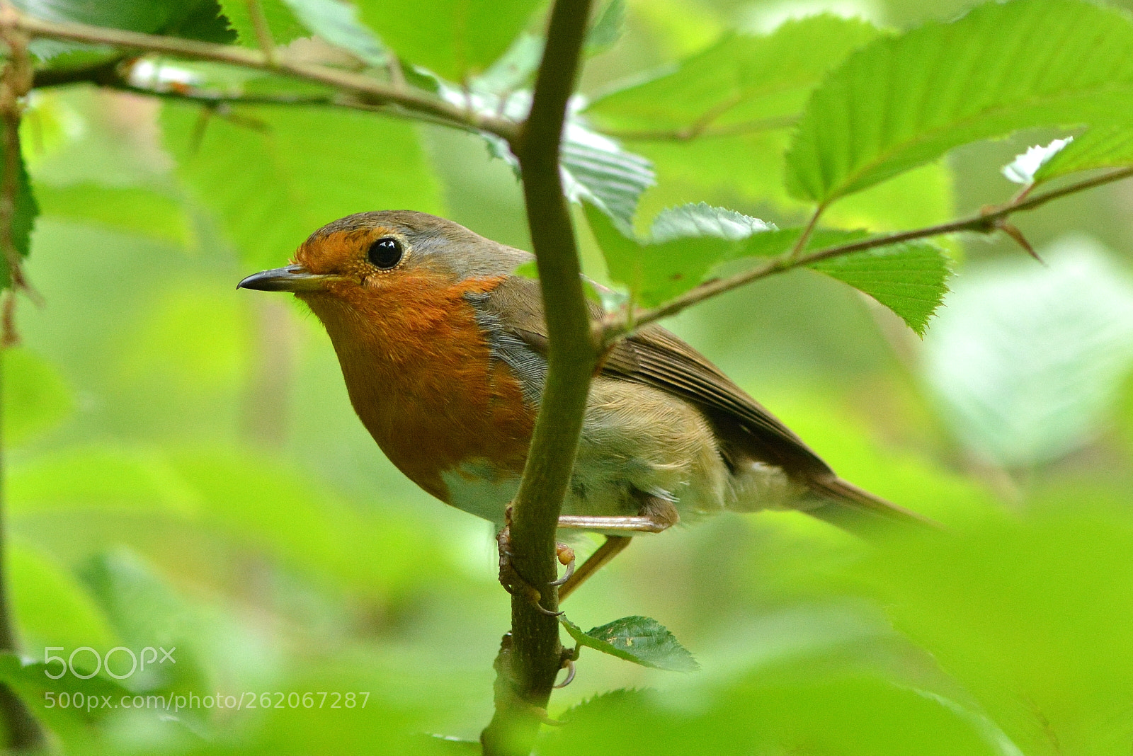 Nikon AF-S Micro-Nikkor 105mm F2.8G IF-ED VR sample photo. Robin " le retour "... photography