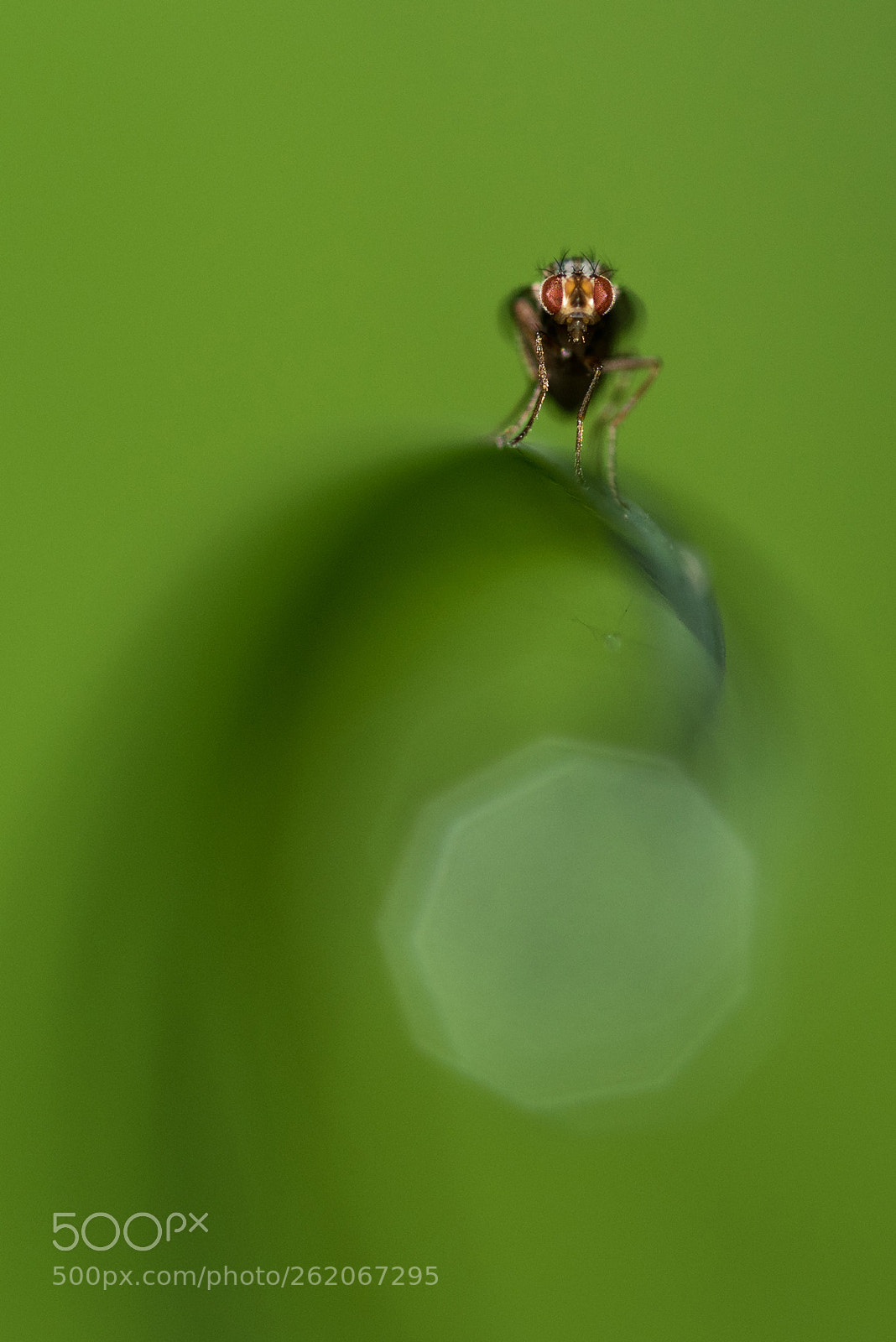 Nikon D810 sample photo. At the end of photography