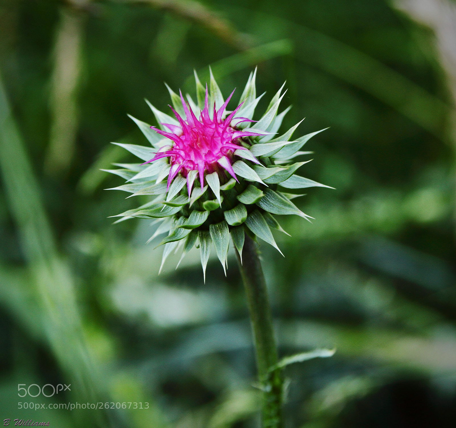 Canon EOS 60D sample photo. Milk thistle photography