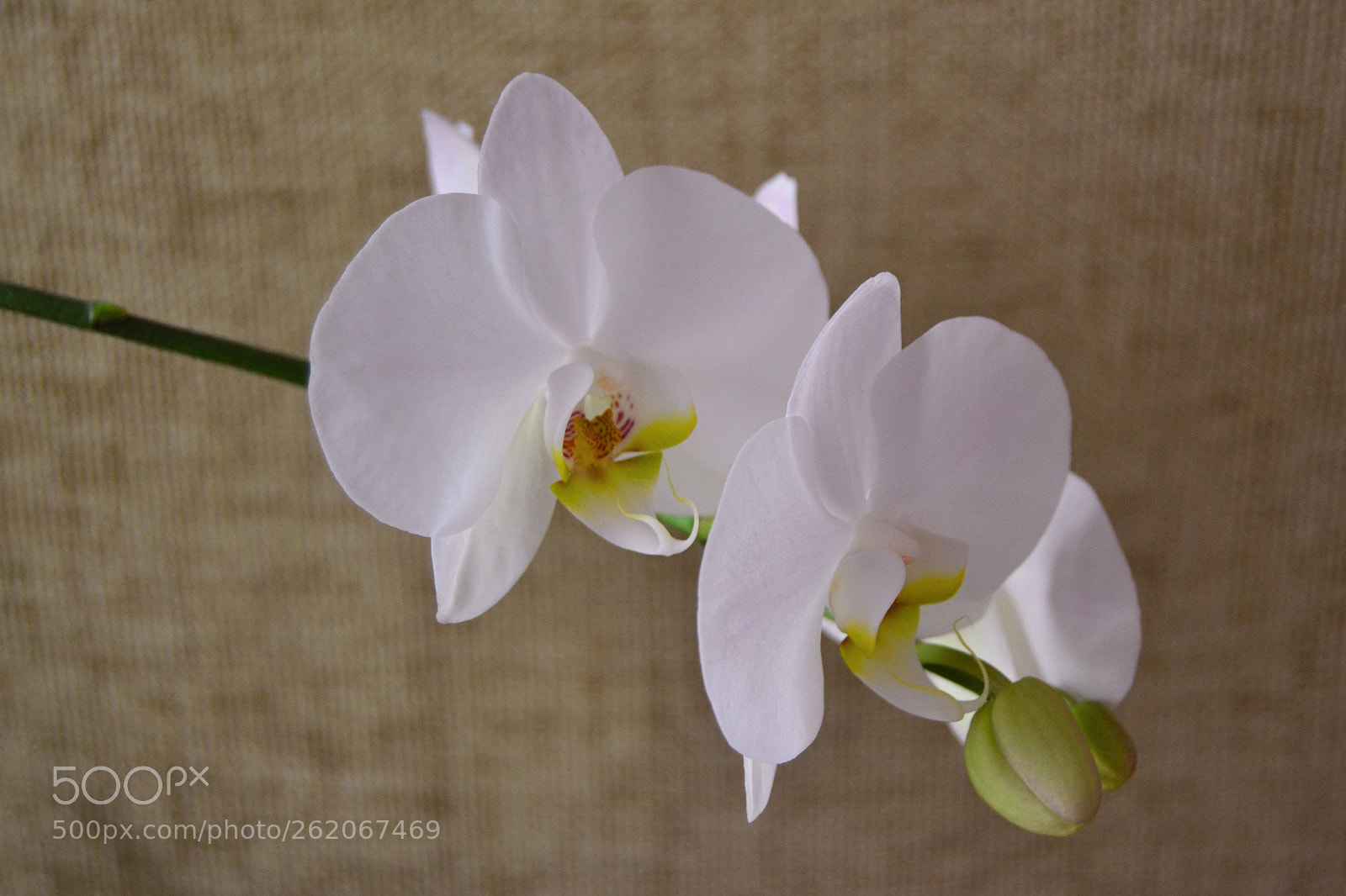 Nikon D3100 sample photo. Orquídea blanca photography