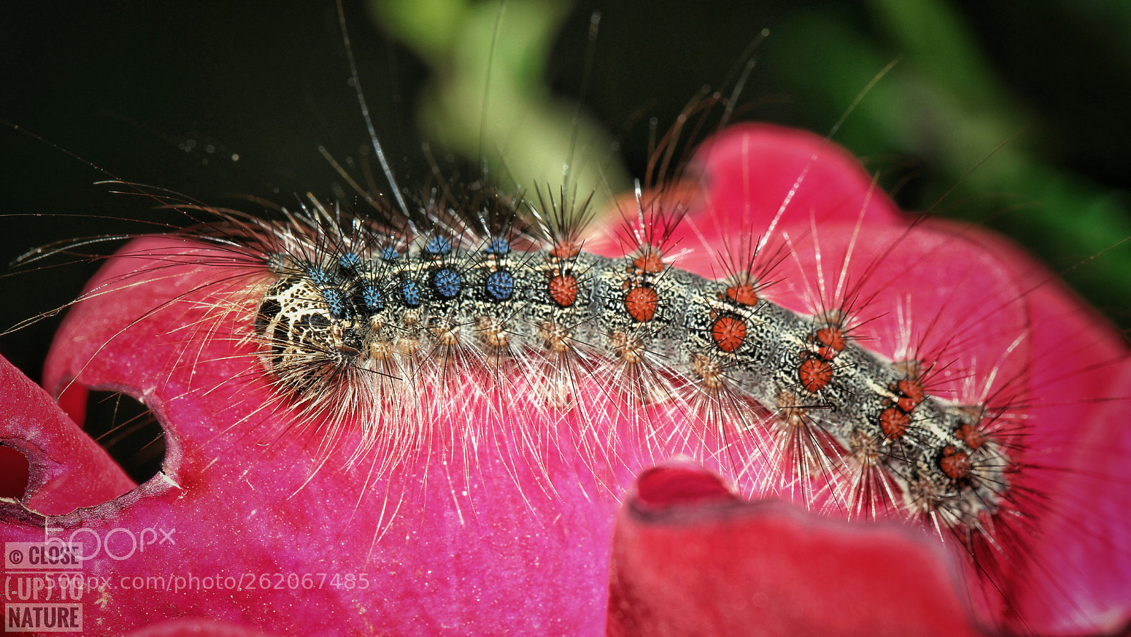 Samsung NX500 sample photo. Lymantria dispar (2) photography