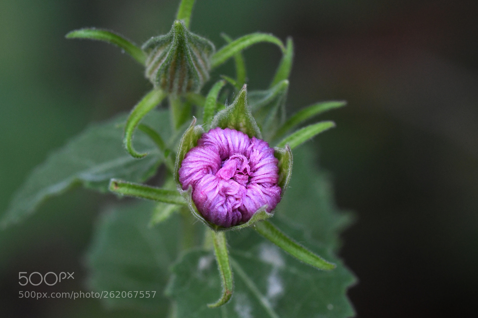 Sigma 150mm F2.8 EX DG OS Macro HSM sample photo. So it goes ... photography
