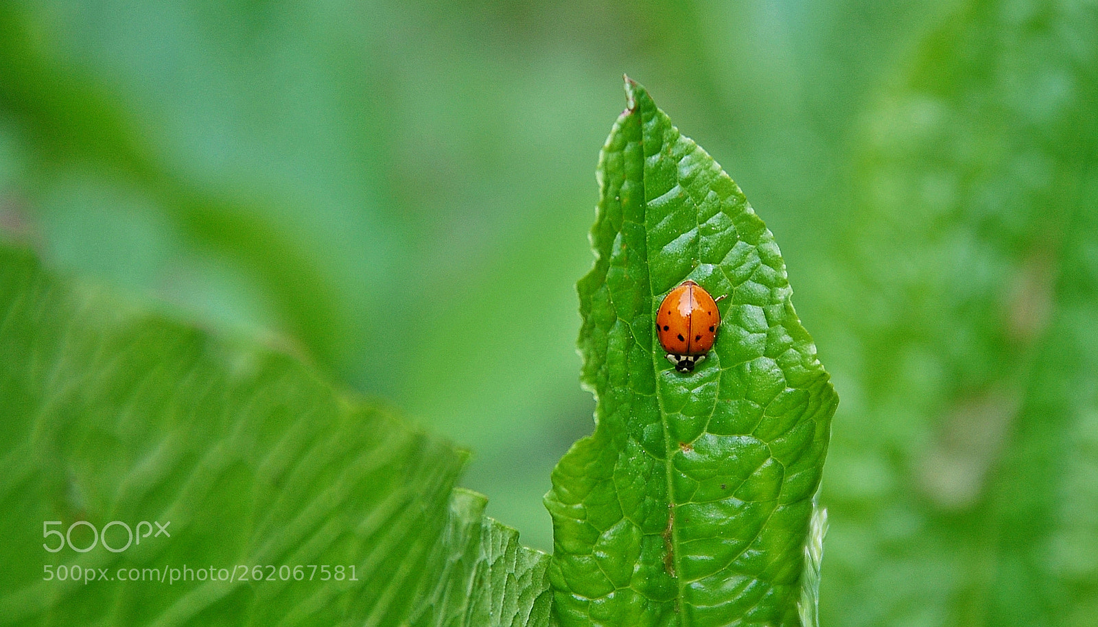 Sigma 18-125mm F3.8-5.6 DC OS HSM sample photo. Red is beautiful photography