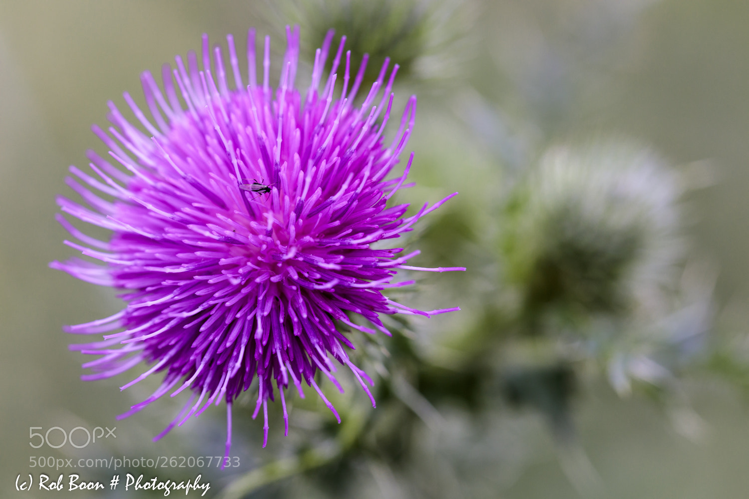 Canon EOS 5DS sample photo. Thistle 2 photography