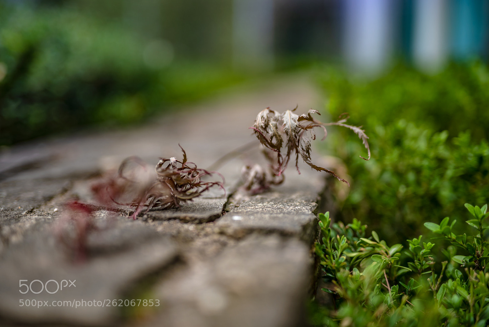 Nikon D750 sample photo. Untitled photography