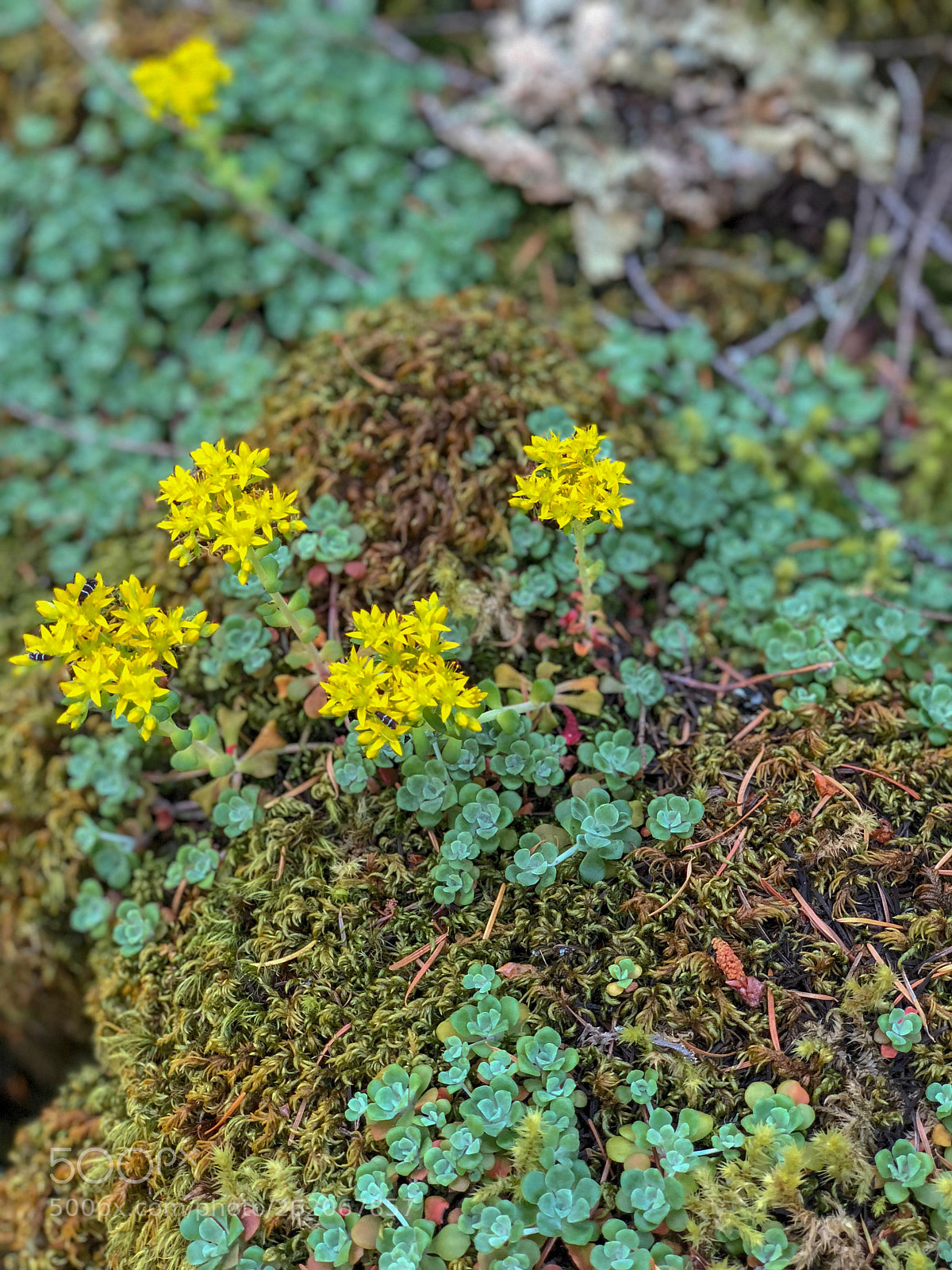 Apple iPhone X sample photo. Sedum oreganum  photography
