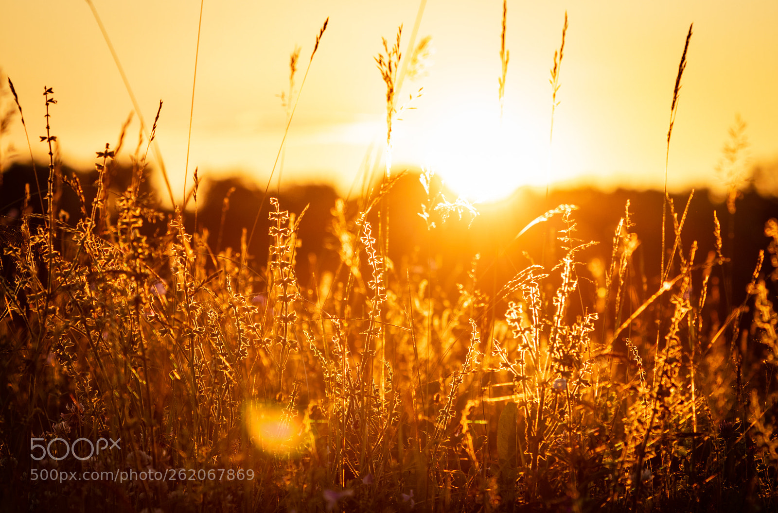 Canon EOS 80D sample photo. Sunset in harvest photography