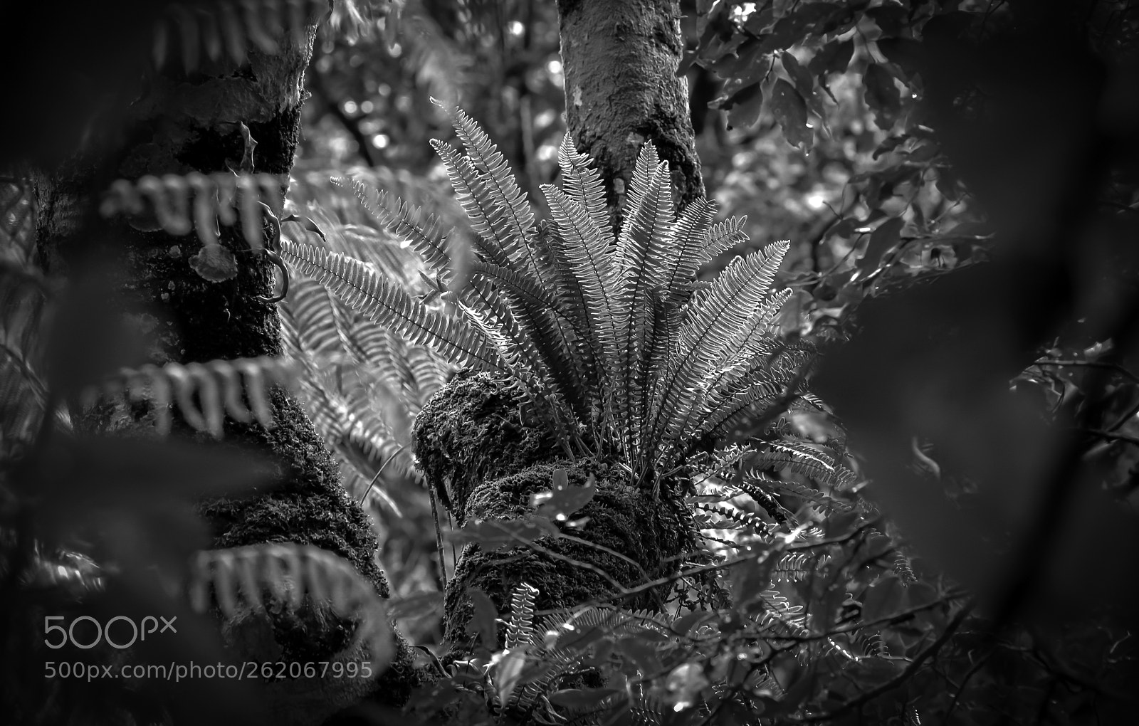Nikon D610 sample photo. Epiphyte fern photography