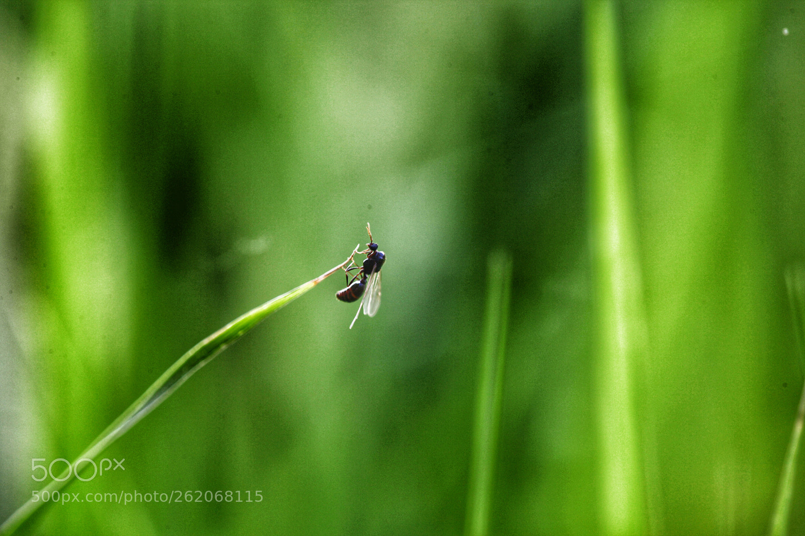 Canon EOS 5D Mark II sample photo. Carry on photography