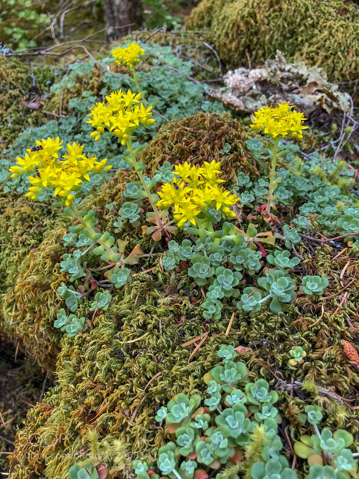 Apple iPhone X sample photo. Sedum oreganum willamette national photography