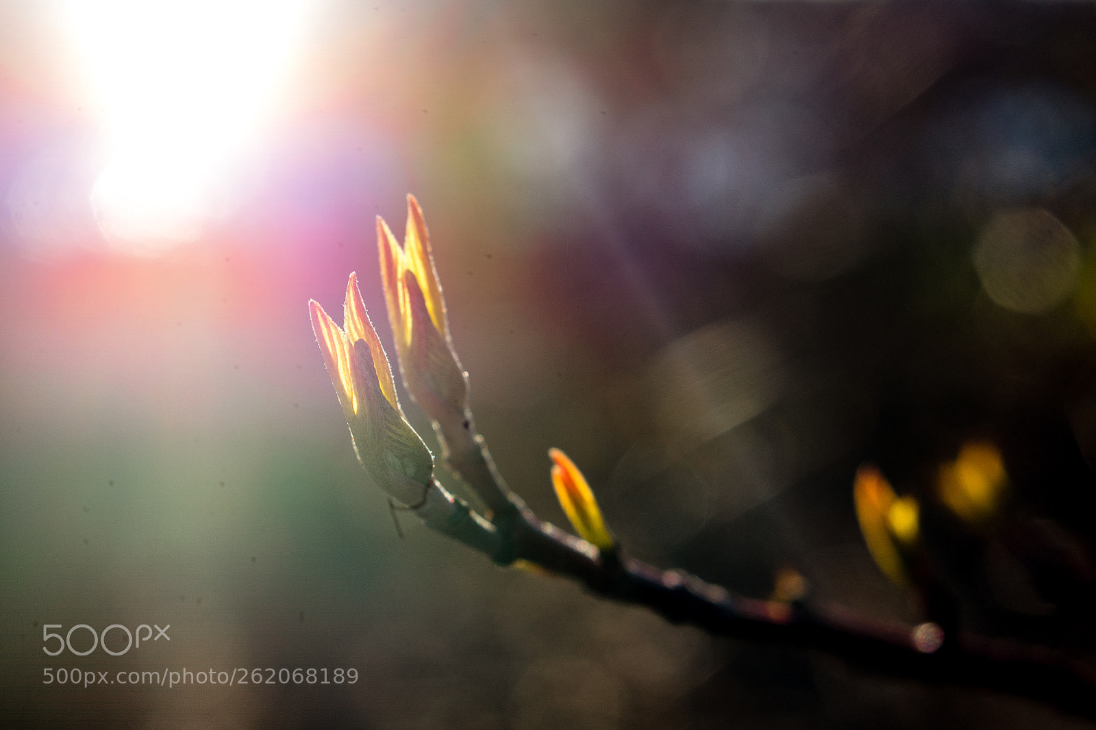 Sony a7 II sample photo. 128/365: buds photography
