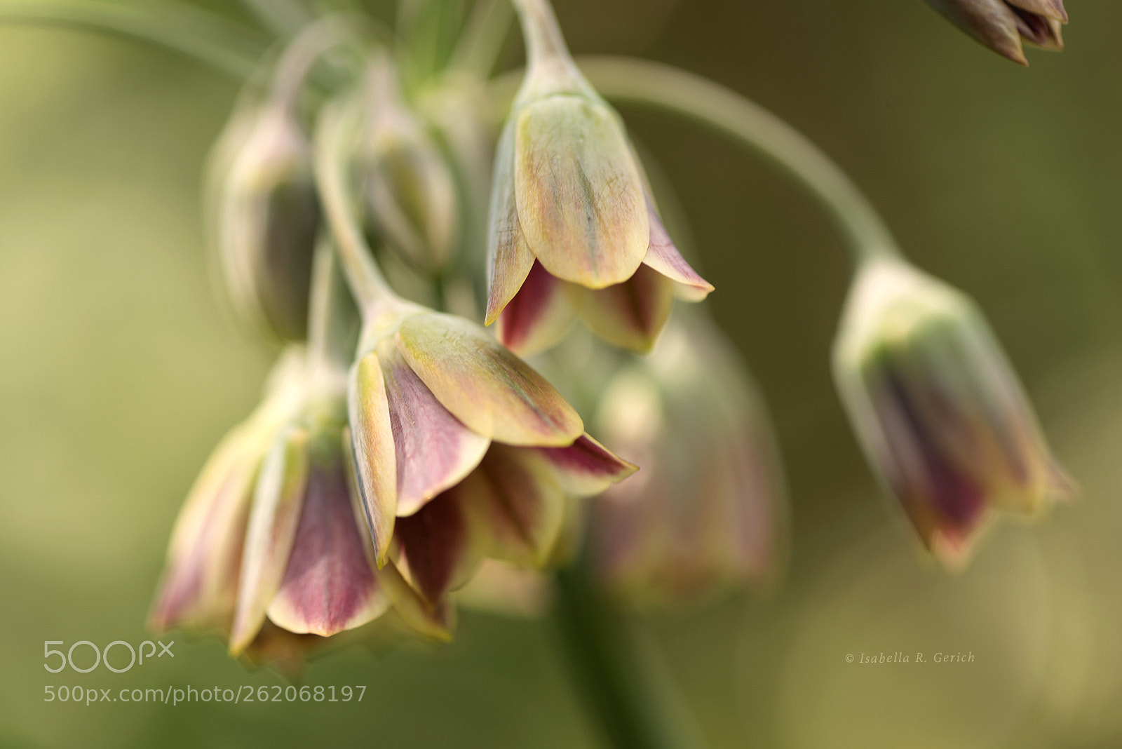 Nikon D750 sample photo. Nodding bells photography