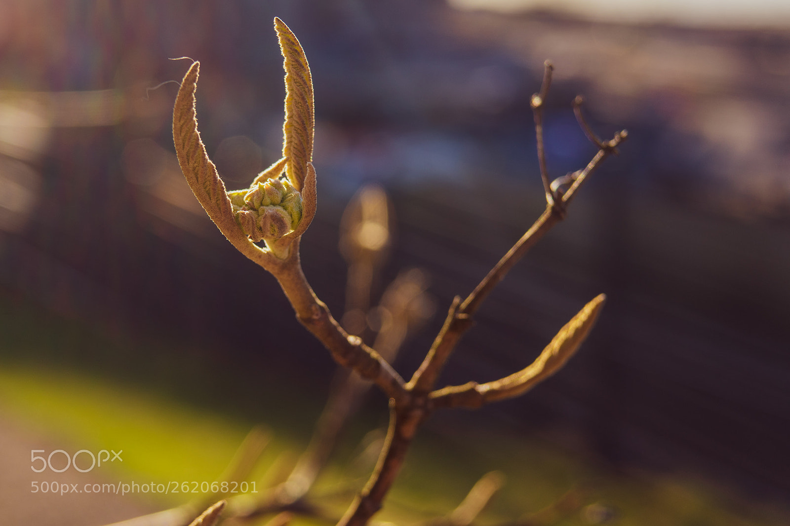 Sony a7 II sample photo. 129/365: \m/ photography