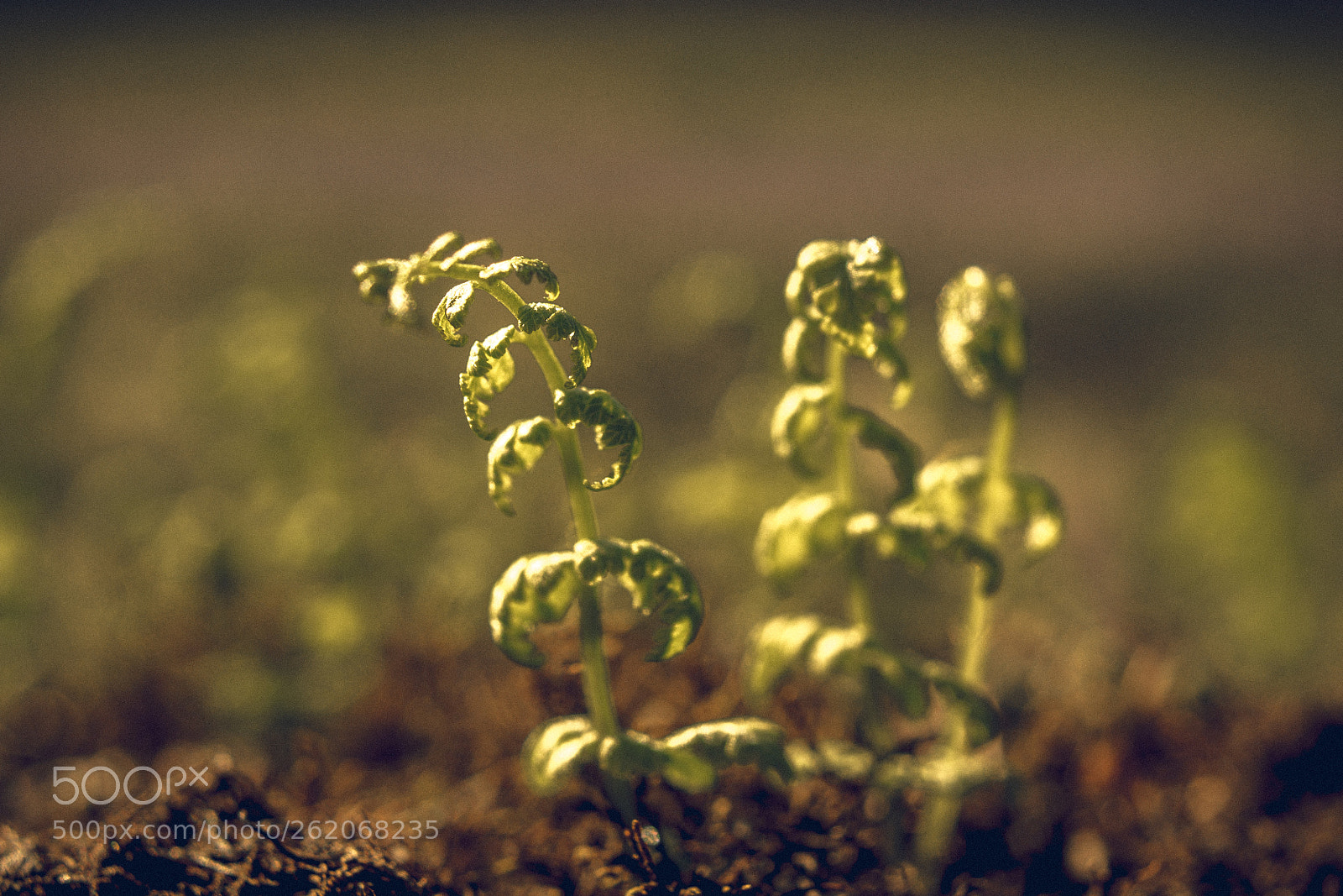 Sony a7 II sample photo. 131/365: growing photography