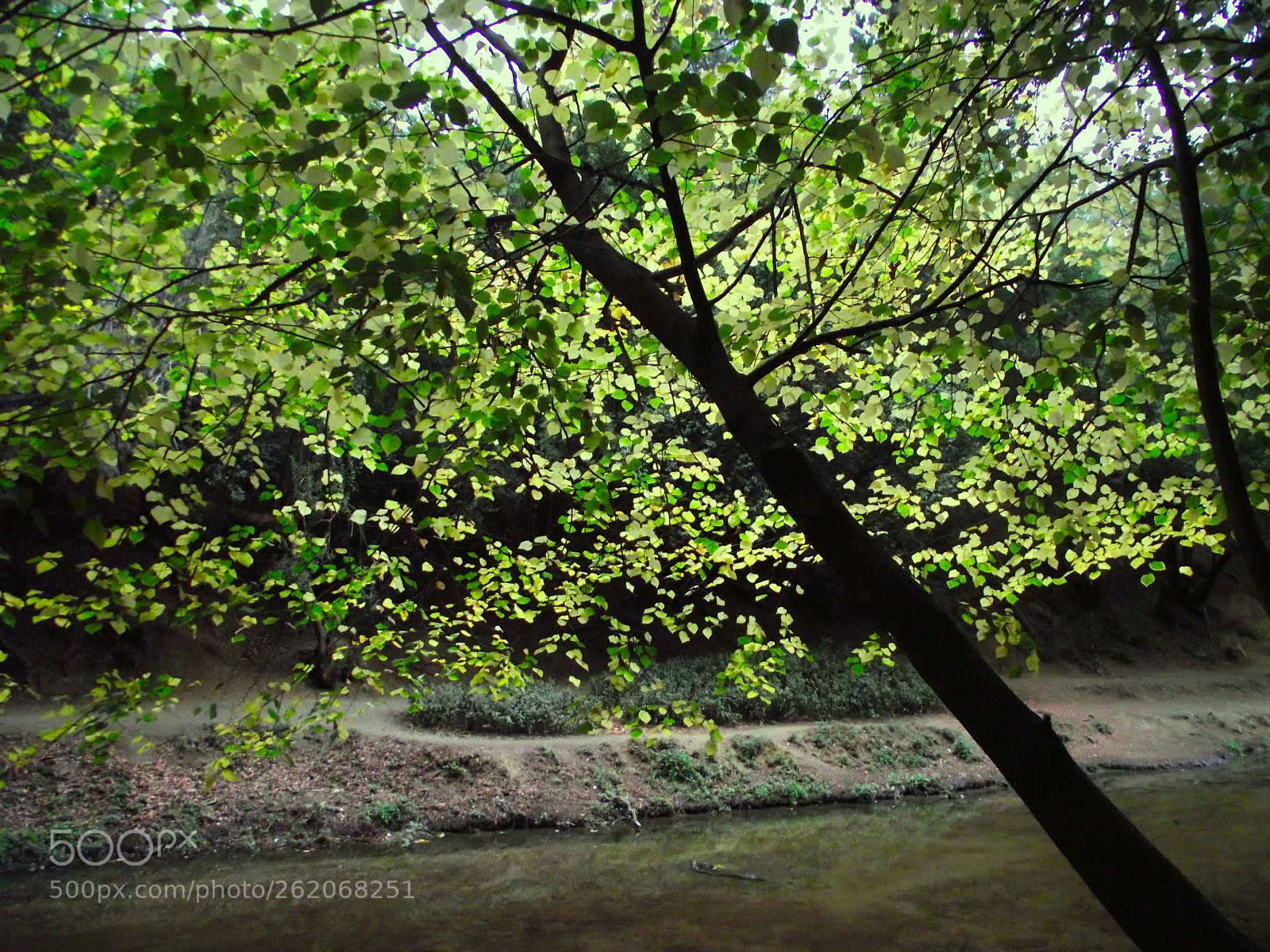 FujiFilm FinePix S2500HD (FinePix S2600HD) sample photo. Arbol photography