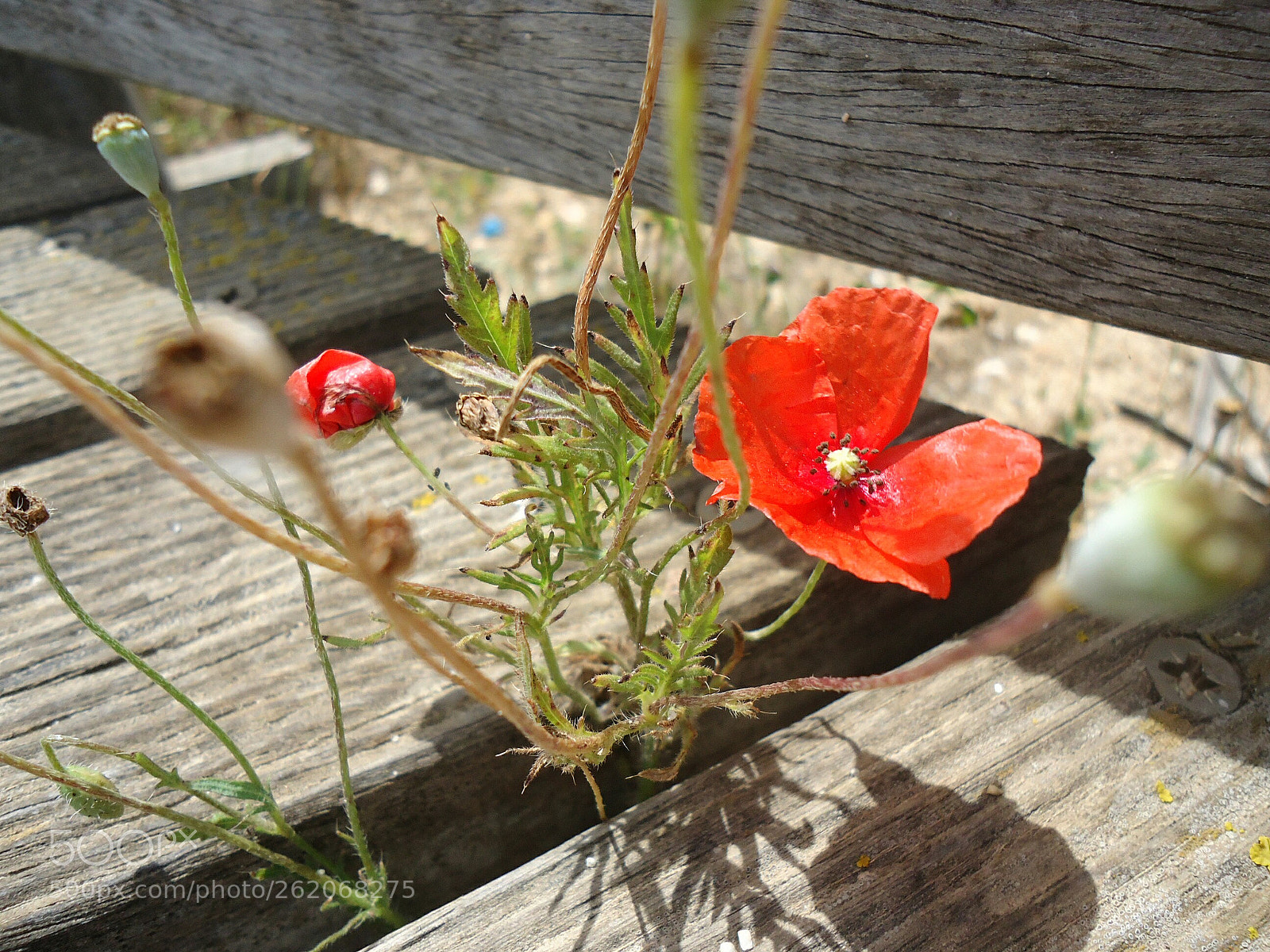 Sony Cyber-shot DSC-W610 sample photo. Ciuri, ciuri... #52 photography
