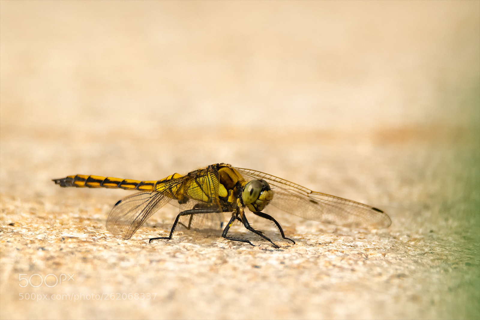 Nikon D850 sample photo. Blaupfeil-weibchen photography