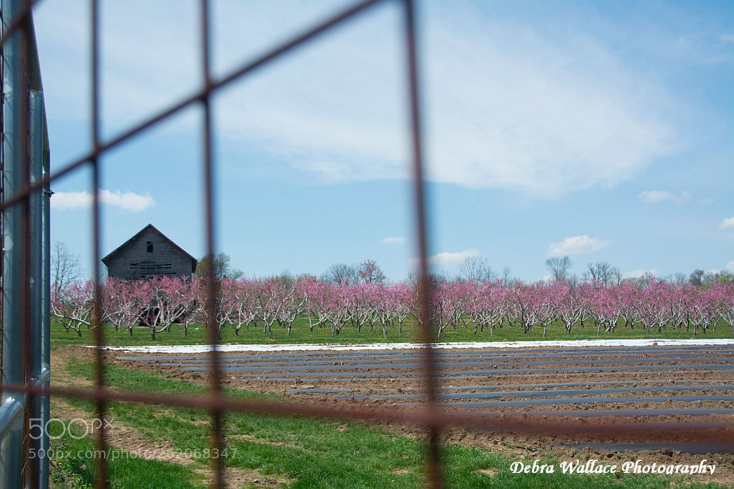 Nikon D7100 sample photo. The orchard through the photography
