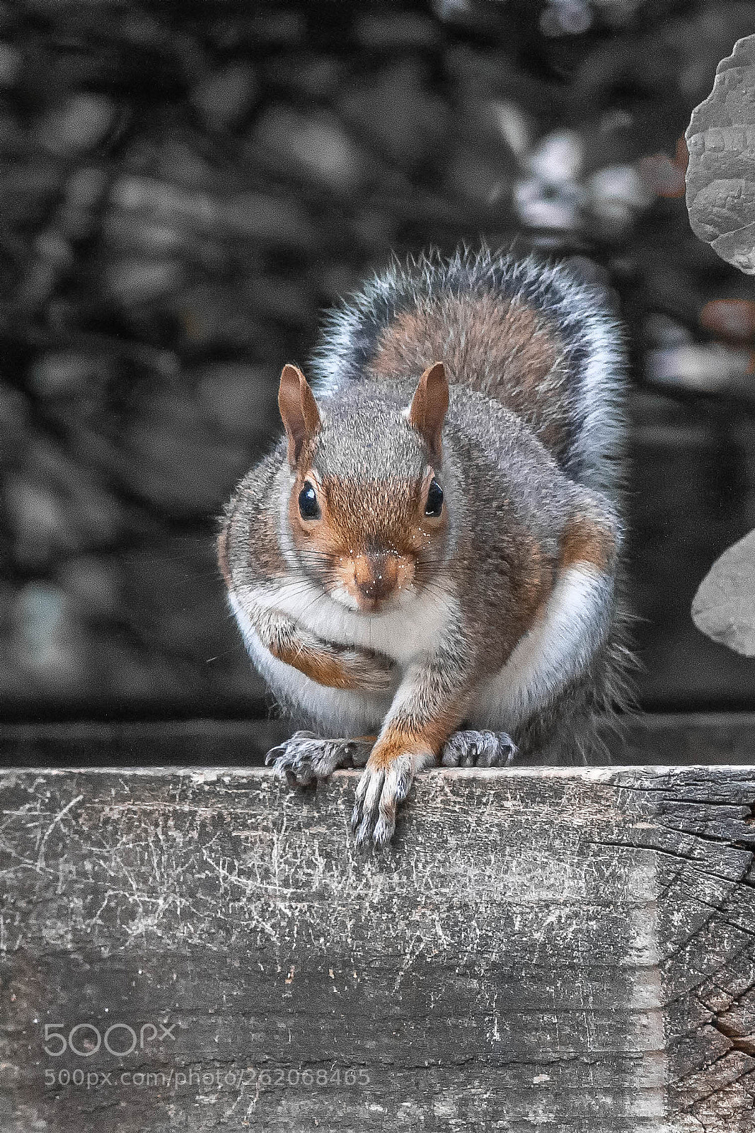 Canon EOS 70D sample photo. Grey squirrel photography