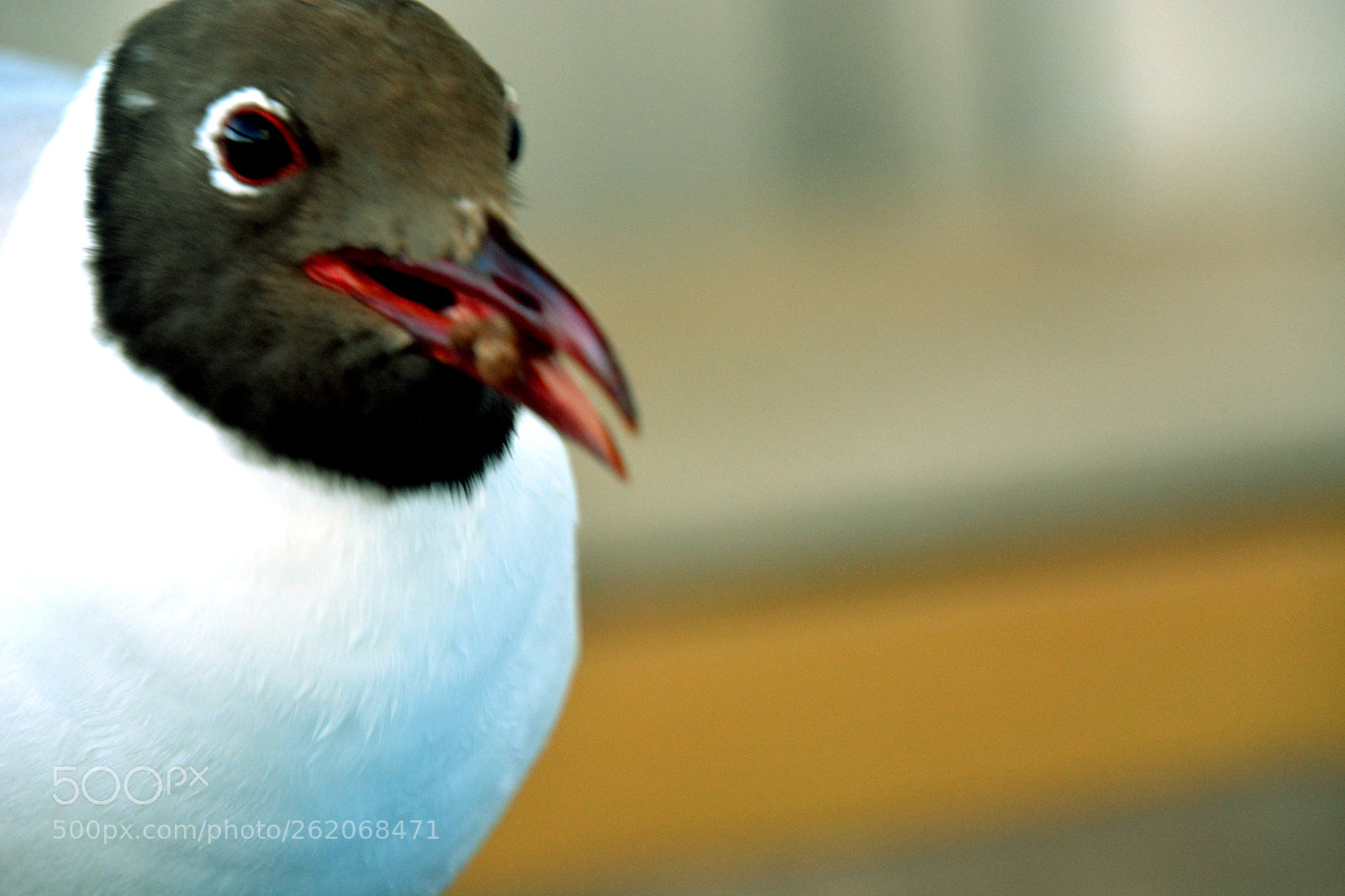 Nikon D5200 sample photo. Repast photography