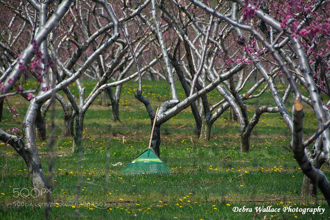 Nikon D7100 sample photo. The rake at conklin photography