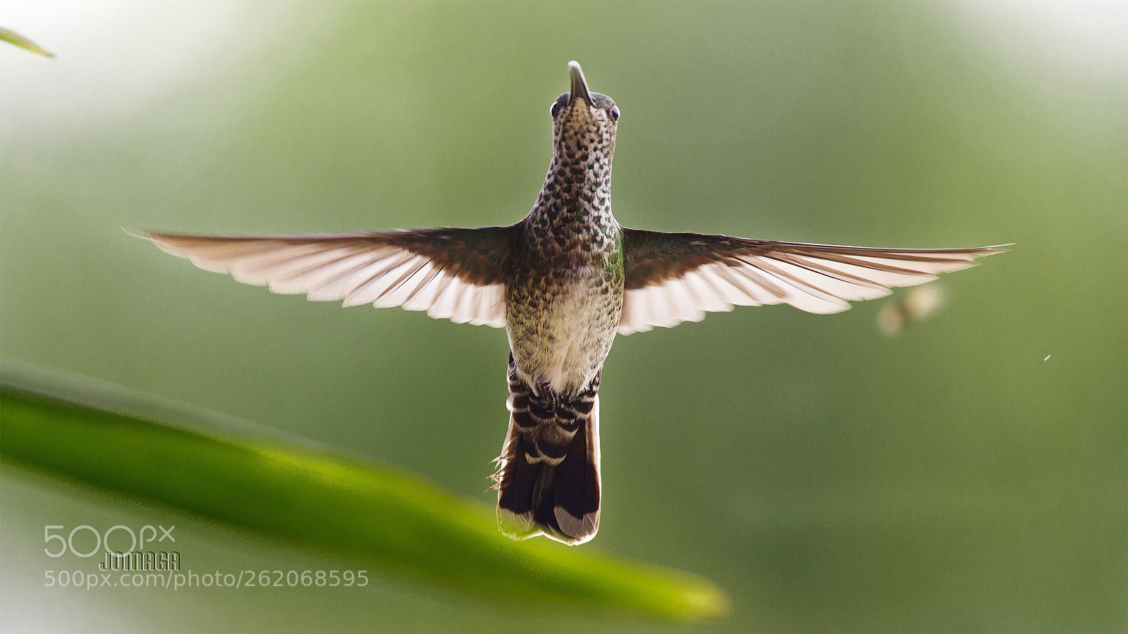 Pentax K-1 sample photo. Hummingbird photography