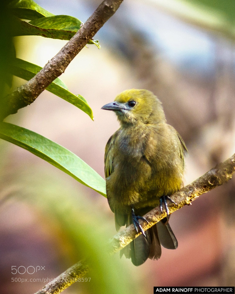 Canon EOS 70D sample photo. Palm tanager la macarena photography