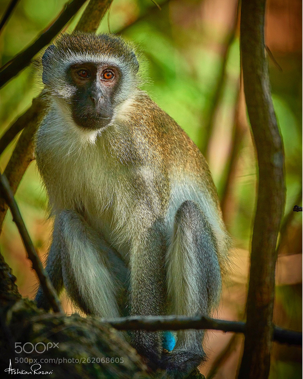 Nikon D810 sample photo. Vervet monkey  photography