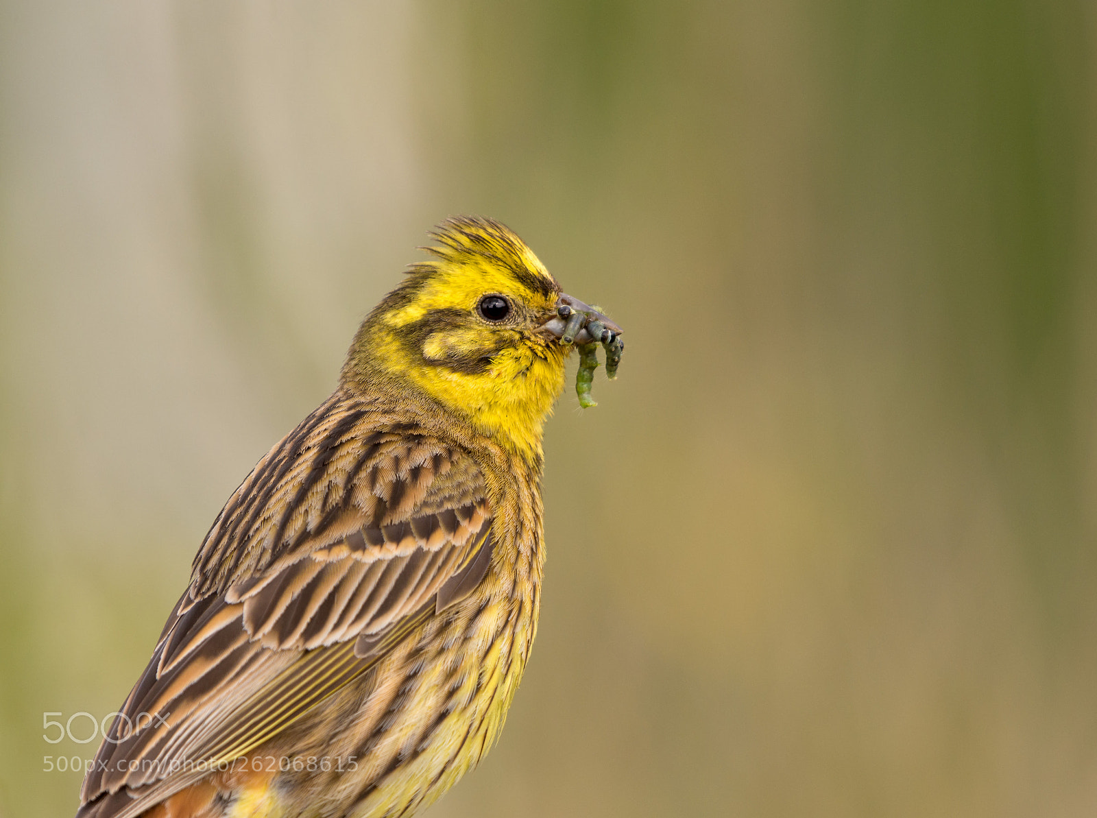 Nikon D7200 sample photo. Yellowhammer photography