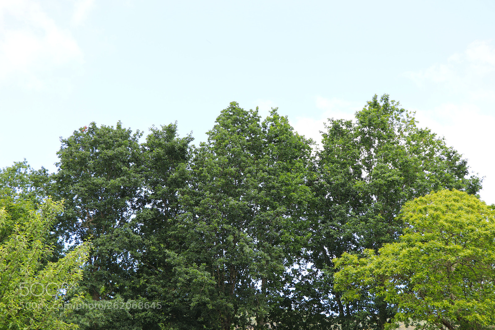 Canon EOS 77D (EOS 9000D / EOS 770D) sample photo. Nature lover photography