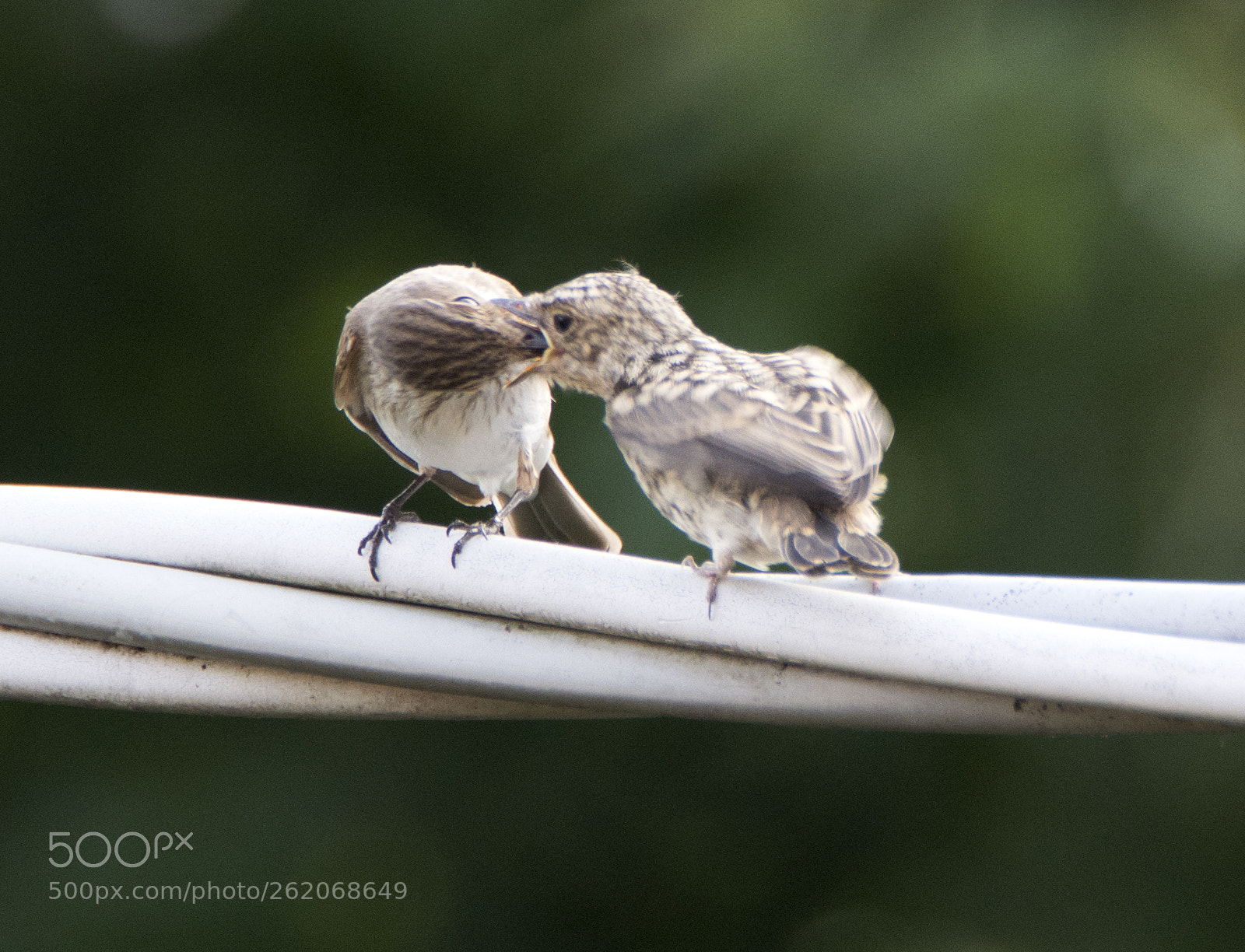 Nikon D7100 sample photo. Svezzamento photography