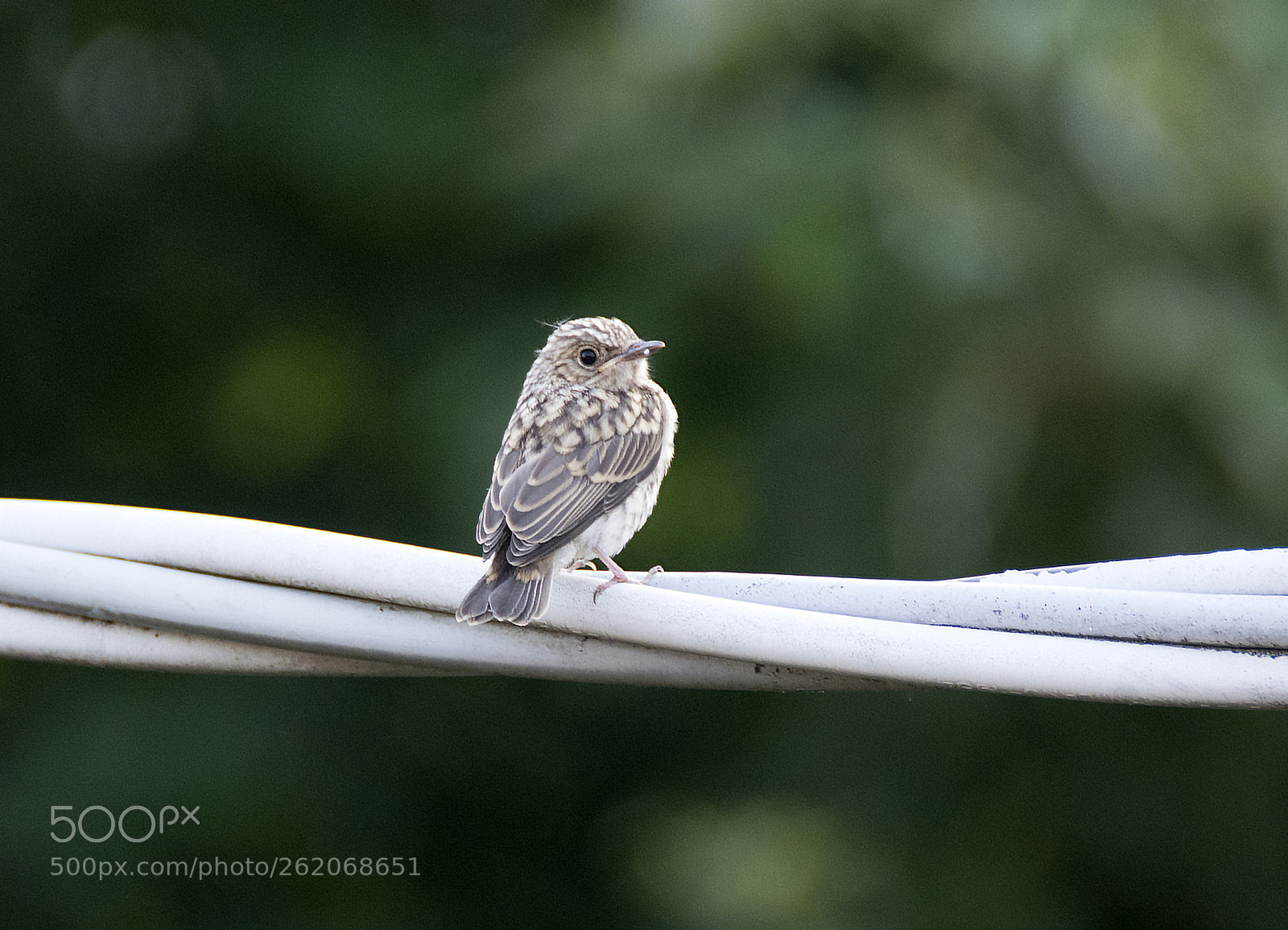 Nikon D7100 sample photo. Piciurino photography