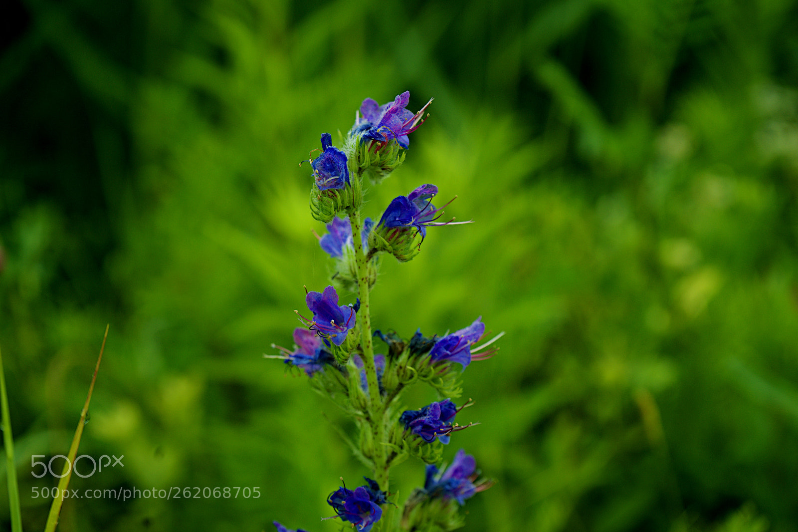 Sony a7 sample photo. Small flowers photography