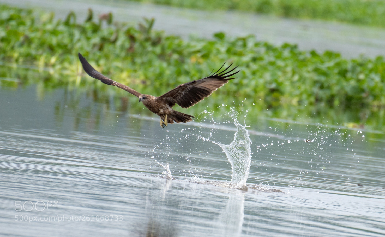 Nikon D5600 sample photo. Got something! photography