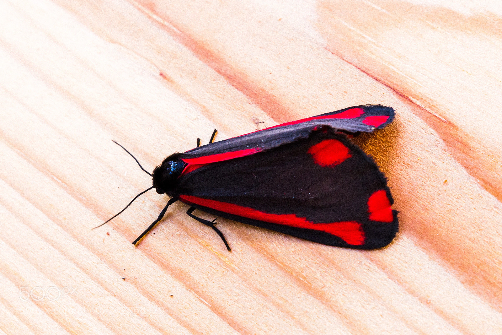 Canon EOS 700D (EOS Rebel T5i / EOS Kiss X7i) sample photo. Cinnabar moth photography