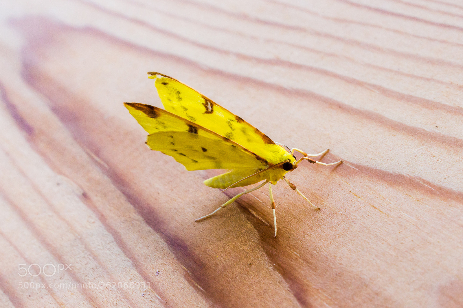Canon EOS 700D (EOS Rebel T5i / EOS Kiss X7i) sample photo. Brimstone moth photography