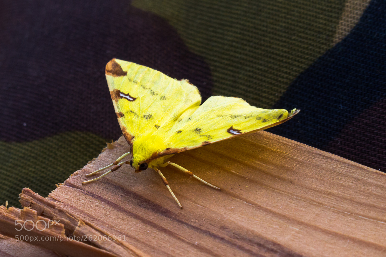 Canon EOS 700D (EOS Rebel T5i / EOS Kiss X7i) sample photo. Brimstone moth photography