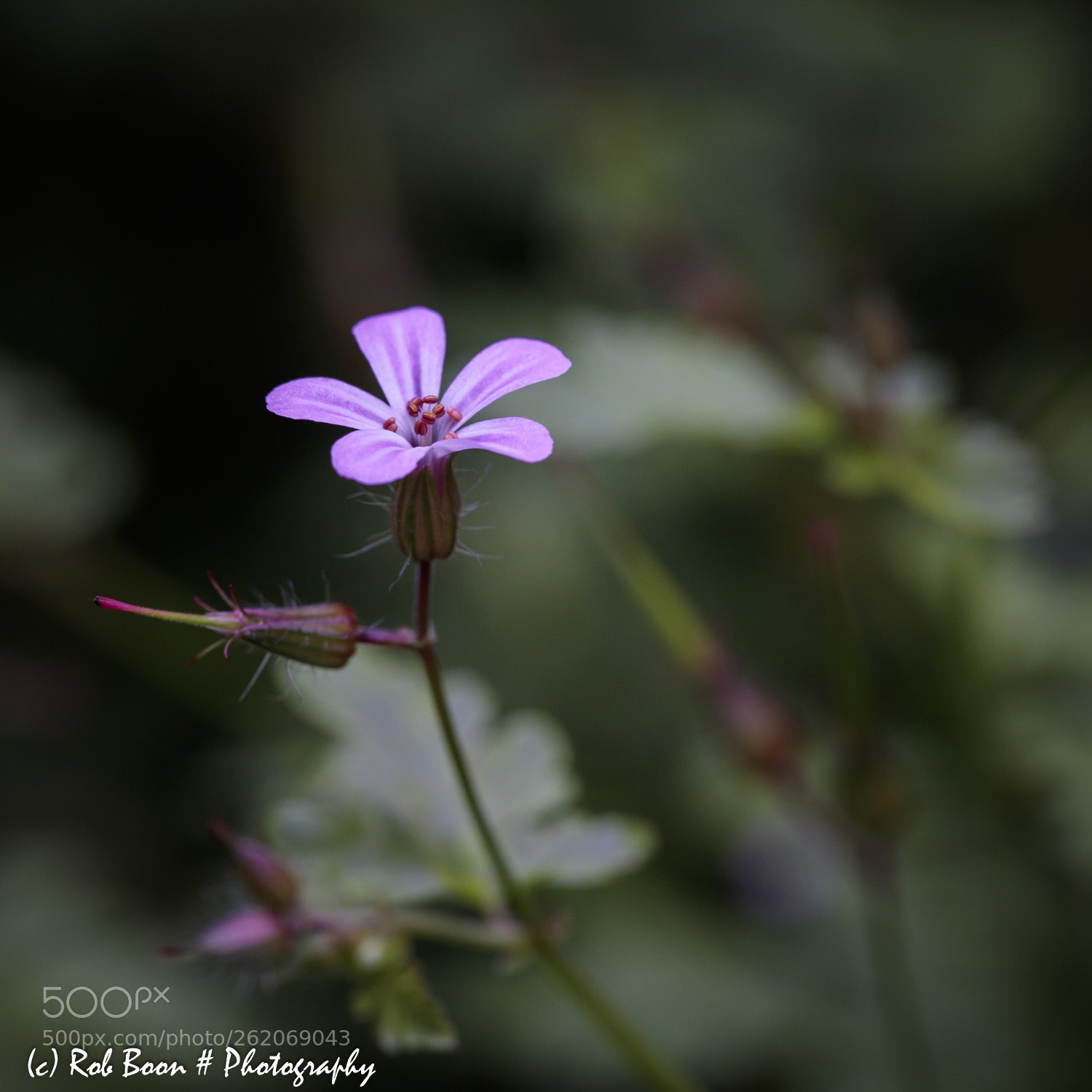 Canon EOS 5DS sample photo. Wildflower photography