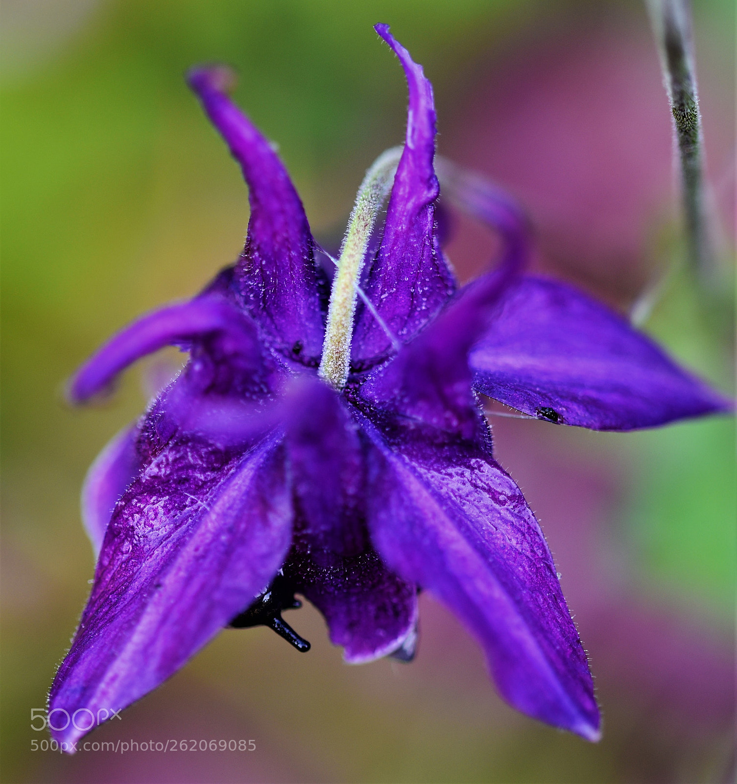 Nikon D750 + Sigma 105mm F2.8 EX DG OS HSM sample photo. Schnecke und blume photography