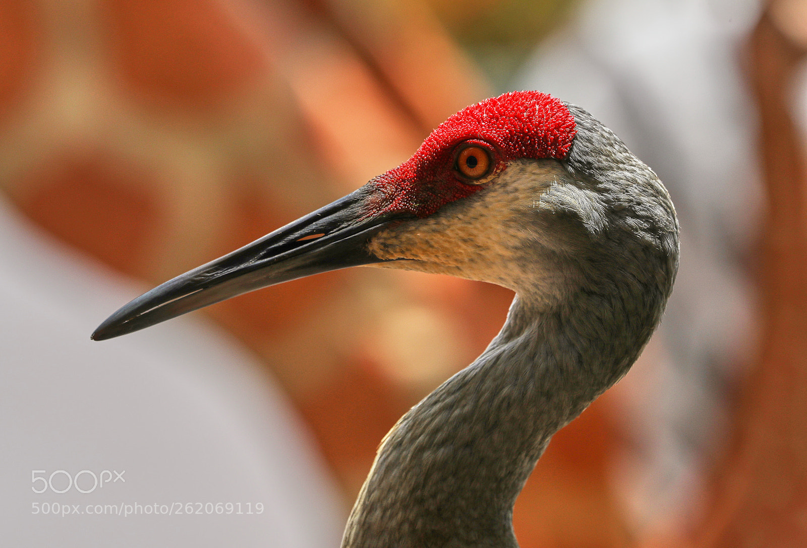 Canon EOS-1D X Mark II sample photo. 06-13-18-0022373.jpg photography