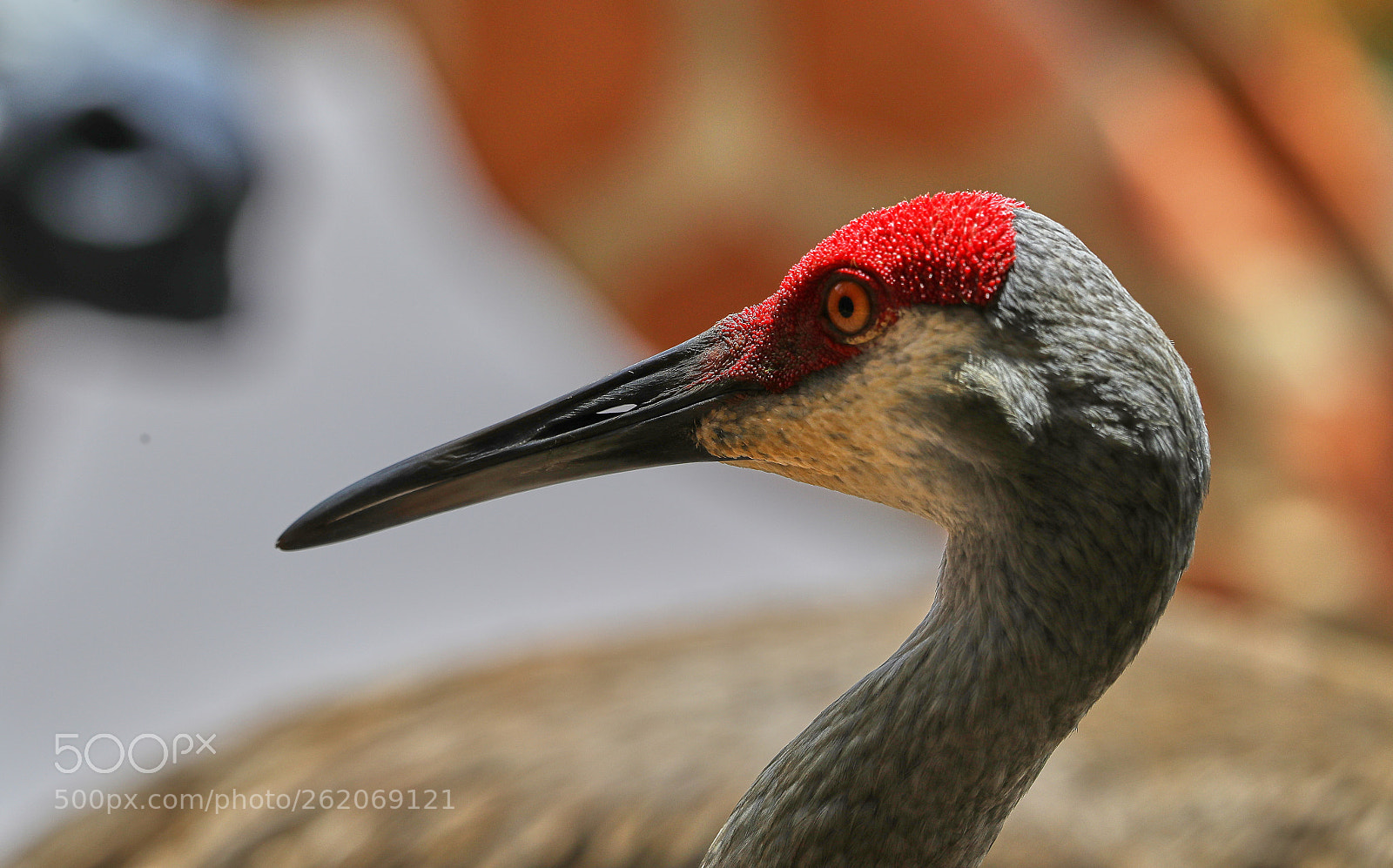 Canon EOS-1D X Mark II sample photo. 06-13-18-0022372.jpg photography