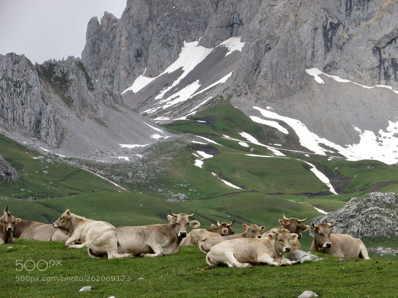 Canon PowerShot SX500 IS sample photo. Cantabrian cows  photography