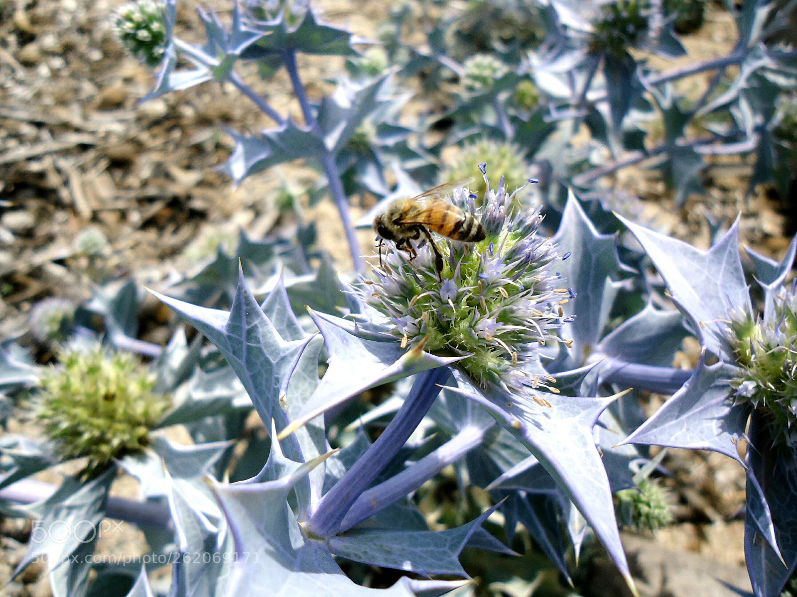 Sony Cyber-shot DSC-W610 sample photo. Wildflower and bee photography